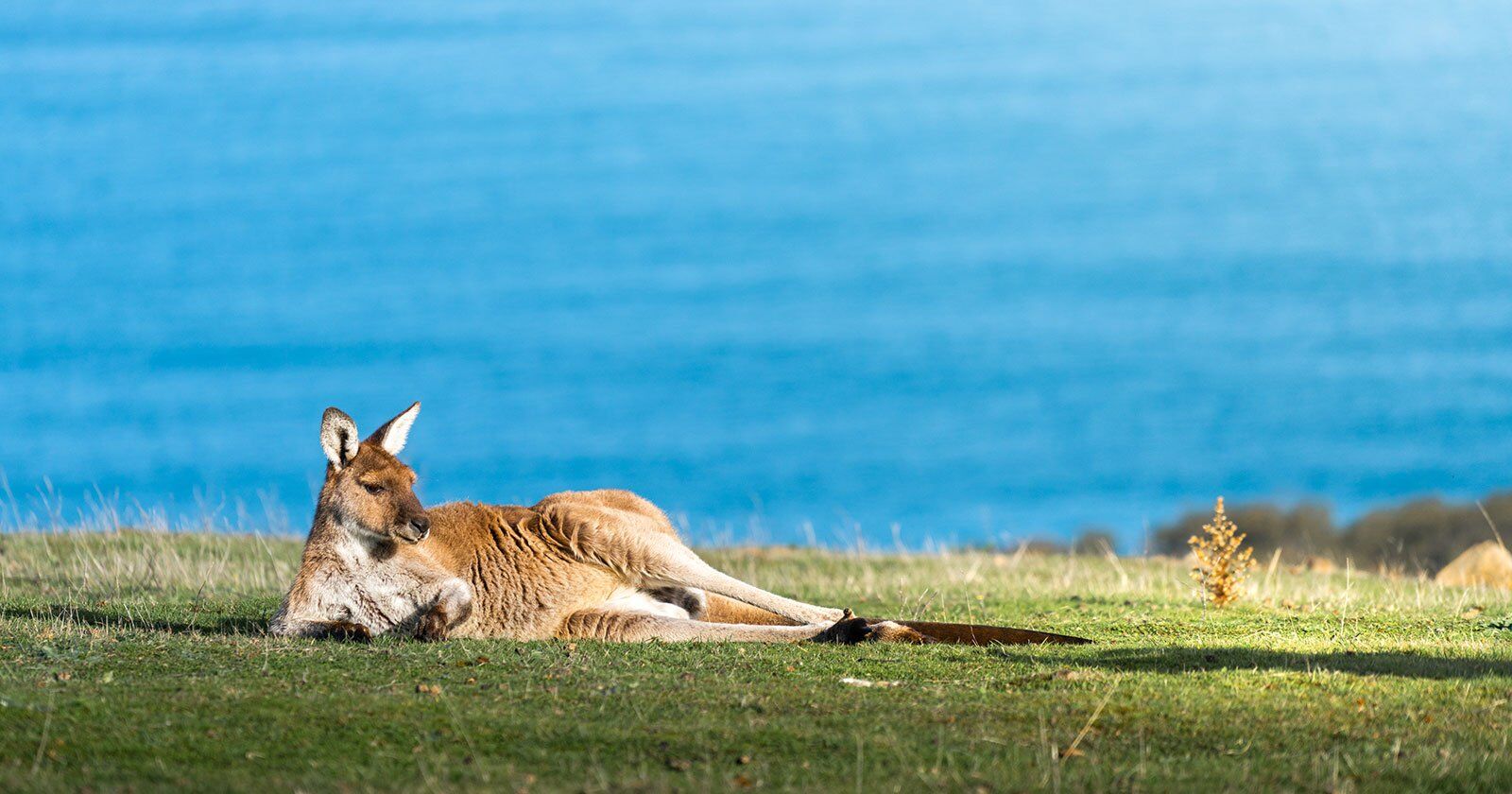 laid back kangaroo promoting Australian laid back culture